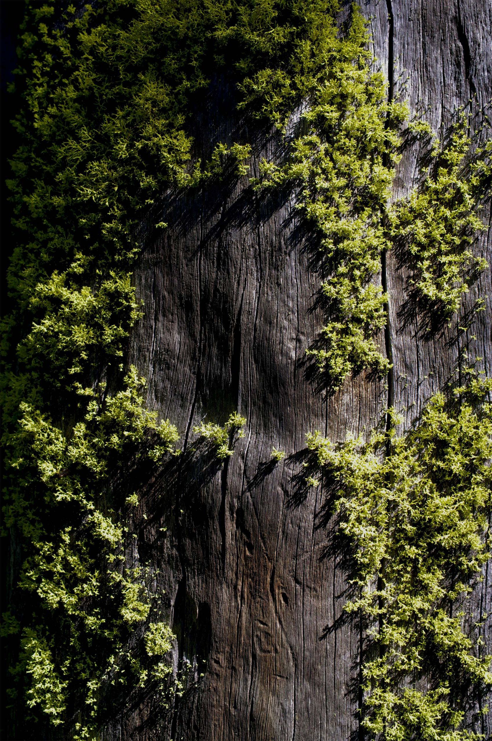 bark-and-moss